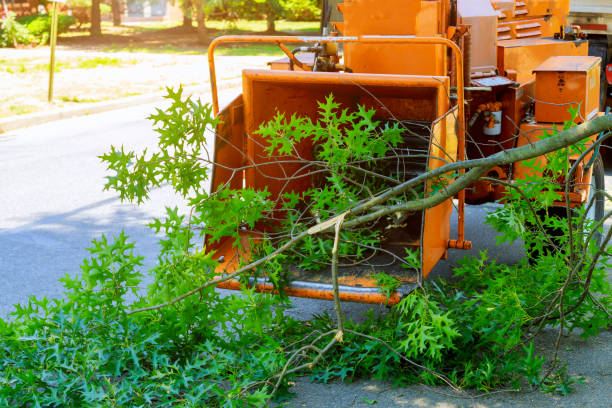 Best Tree Risk Assessment  in Napoleon, OH