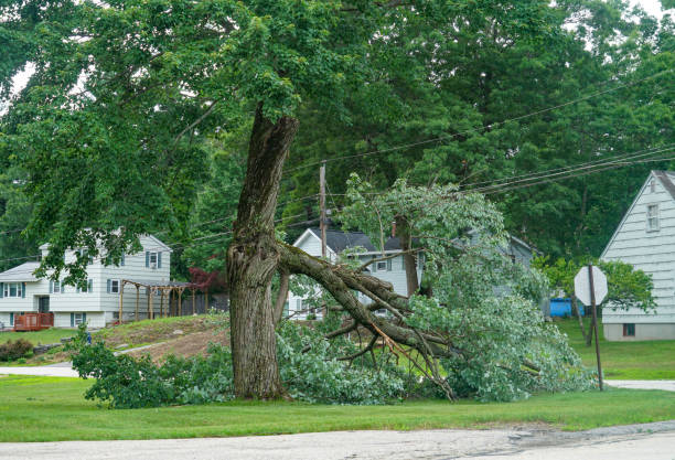 Best Fruit Tree Pruning  in Napoleon, OH