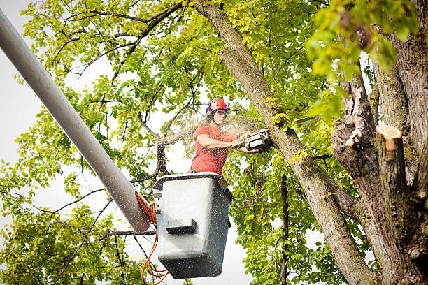 Best Tree Maintenance Programs  in Napoleon, OH